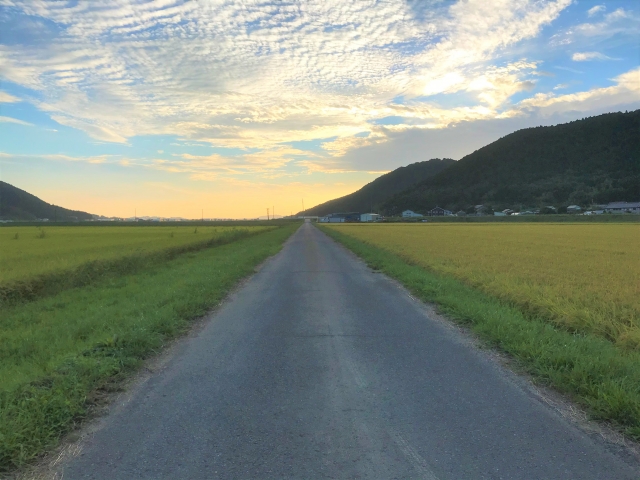 田んぼの間を通る道路